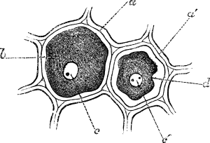 cell illustration in black and white